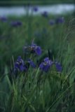 Iris Blomst