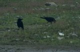 Large-Billed Crow